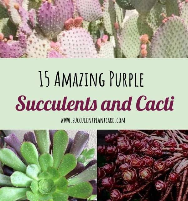 15 Amazing Purple Succulents and Cacti You Would Love