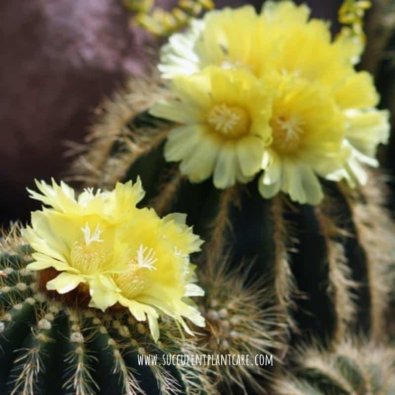 Notocactus magnificus-balloon cactus with light yellow flowers blooming