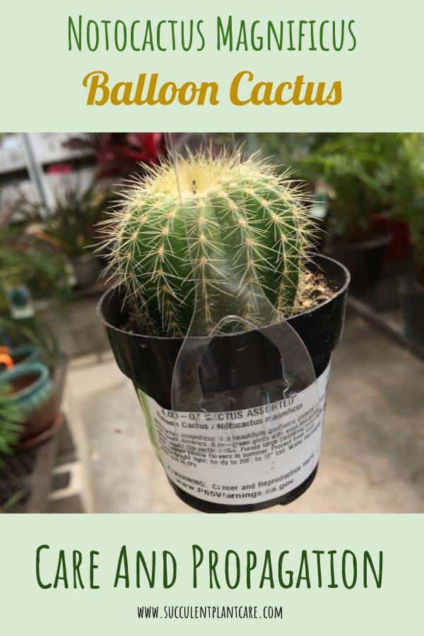 Notocactus Magnificus/Parodia Manifica-Balloon Cactus 