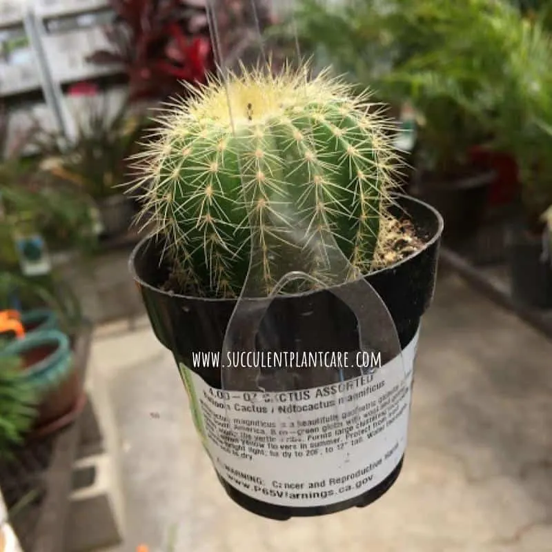 notocactus maginificus-balloon cactus in a nursery pot