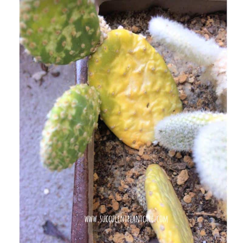 cactus turning yellow from the bottom up