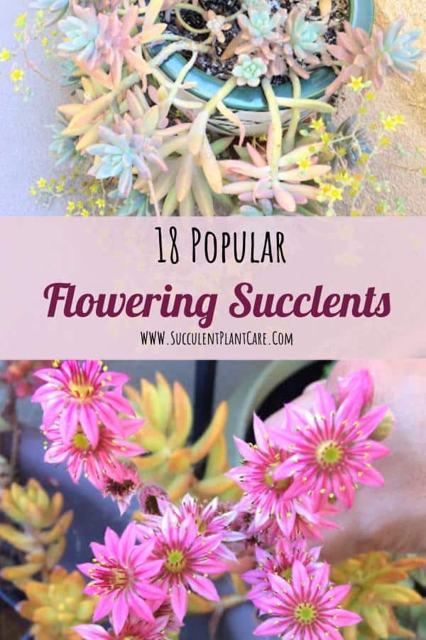 Succulents in bloom with yellow and magenta flowers