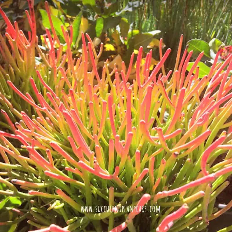 Euphorbia Tirucalli-Firesticks with red-orange pencil-thin stems in a succulent arrangement