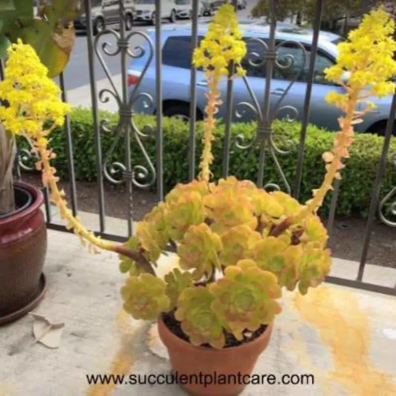 Aeonium Blushing Beauty with monocarpic yellow flowers