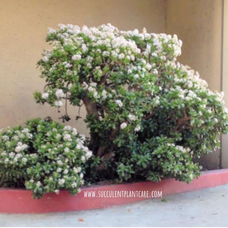Crassula Ovata Jade tree in bloom with white flowers