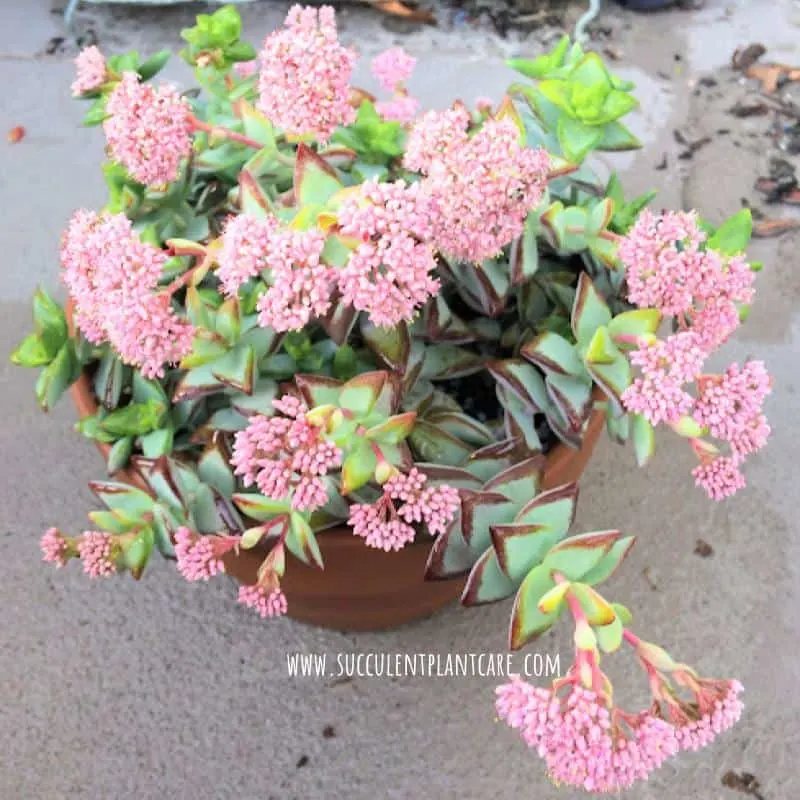 Crassula Rupestris-High Voltage, Baby Necklace in bloom with pink flowers