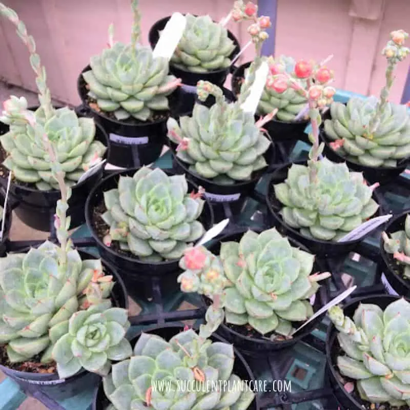 Echeveria Elegans-Mexican Snowball with bell shaped coral flowers