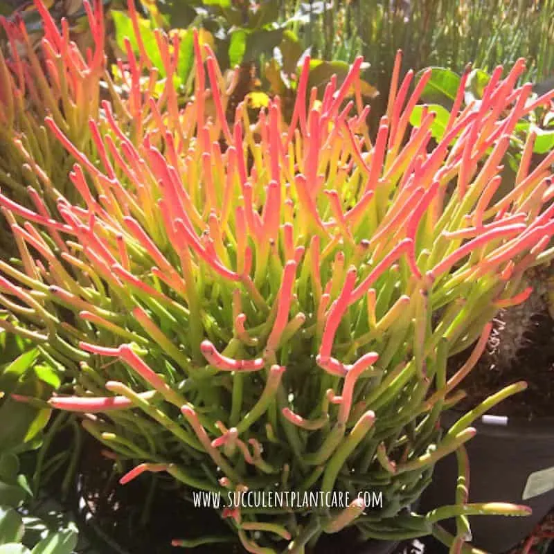 Euphorbia Tirucalli-Firesticks with red-orange pencil-thin stems