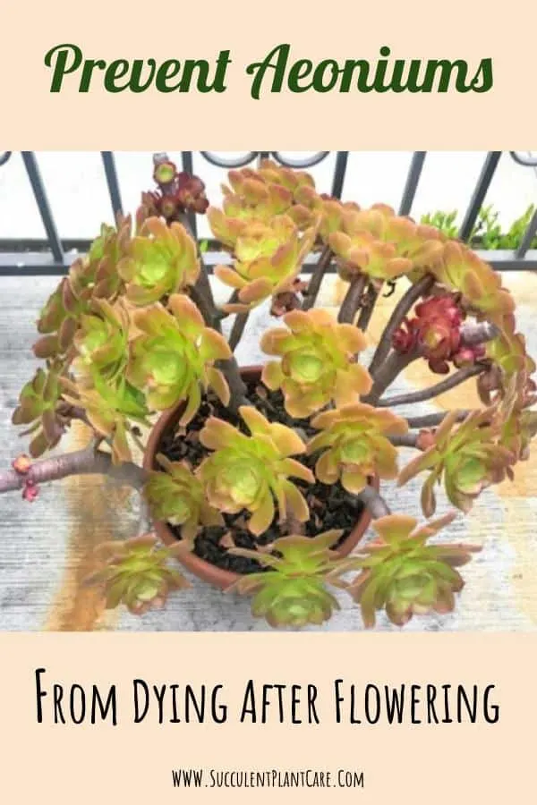 How to Prevent Aeoniums From Dying After Flowering