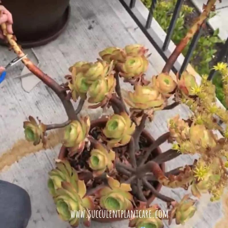 cutting off bloom stalks from aeonium after blooming