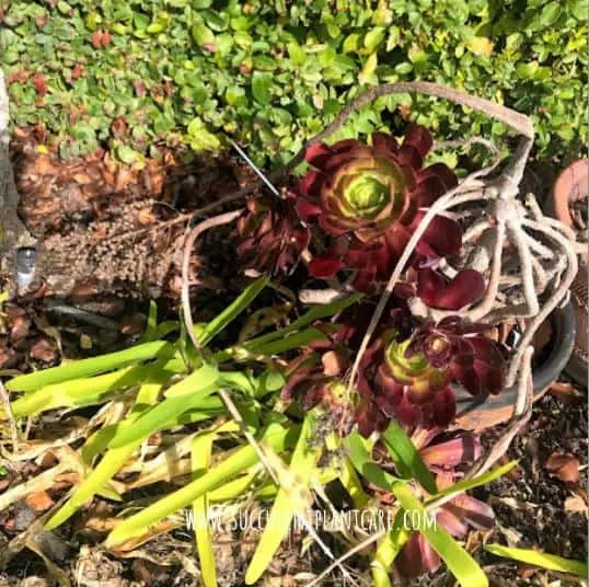 aeonium bloom stalk left to dry long after blooming
