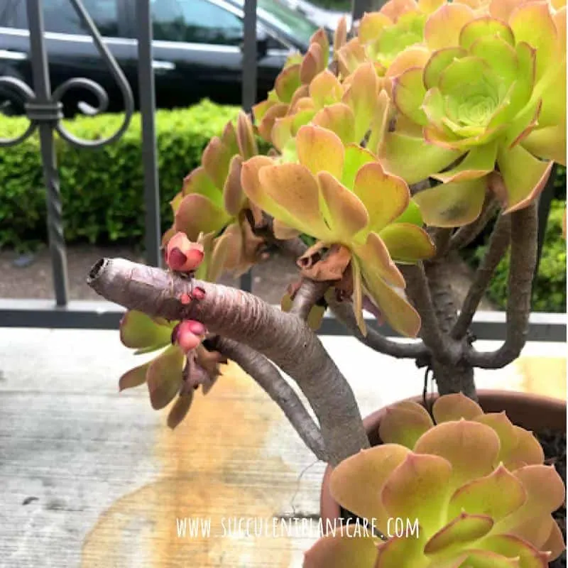 baby plants growing on the branches after flower stalk was cut off