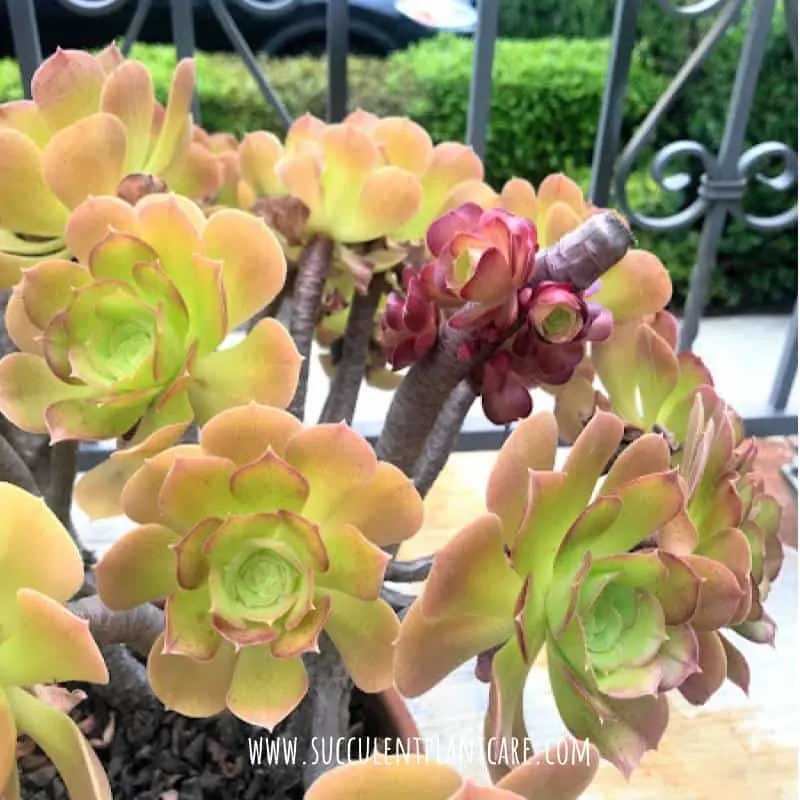 cluster of baby aeoniums growing after bloom stalk was cut off