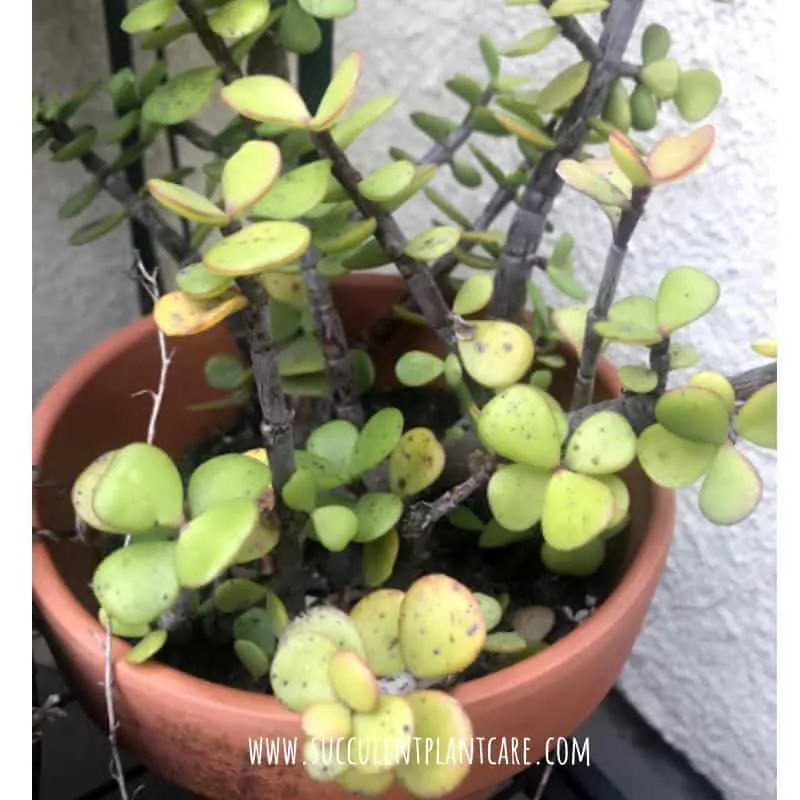 Is Your Portulacaria Afra (Elephant Bush) Dying?