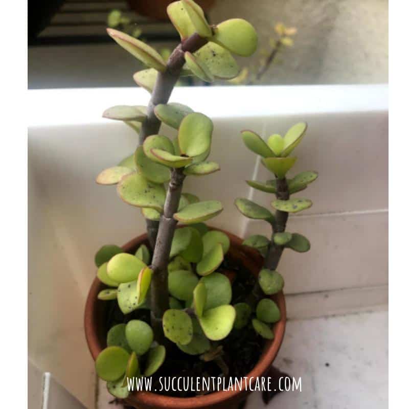 Is Your Portulacaria Afra (Elephant Bush) Dying?