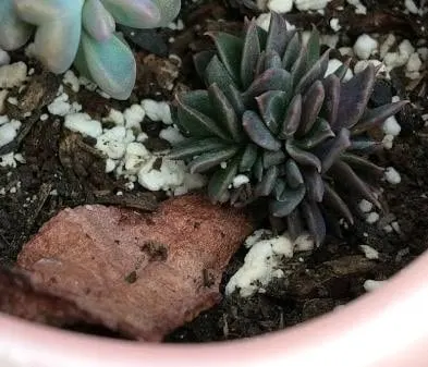 Baby Echeverias growing from salvaged leaves