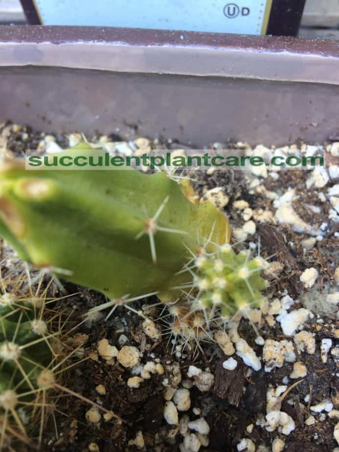 Why Does a Cactus Turn Yellow and Brown? How To Save It Succulent