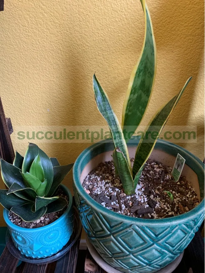 Our Snake Plant Kept Indoors in Big and Small Pot