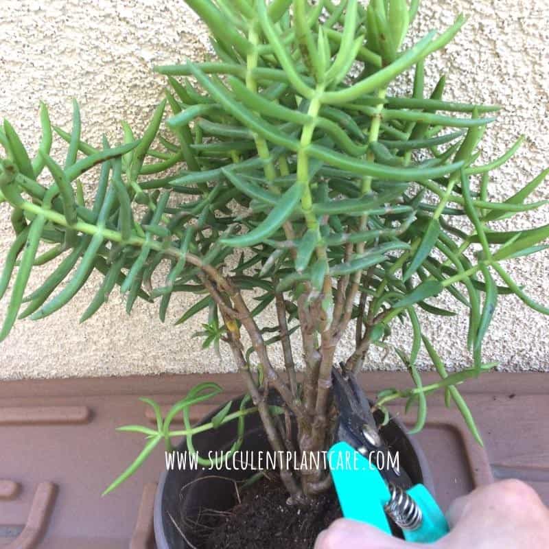 Can You Trim a Succulent’s Leaves, Stems, or Roots? Succulent Plant Care