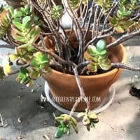 Jade plant crassula ovata with drooping stems