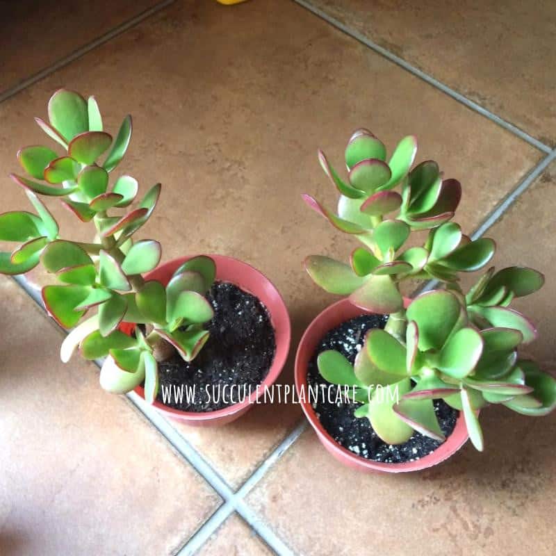 Jade Plant (Crassula Ovata) Falling Over Succulent Plant Care
