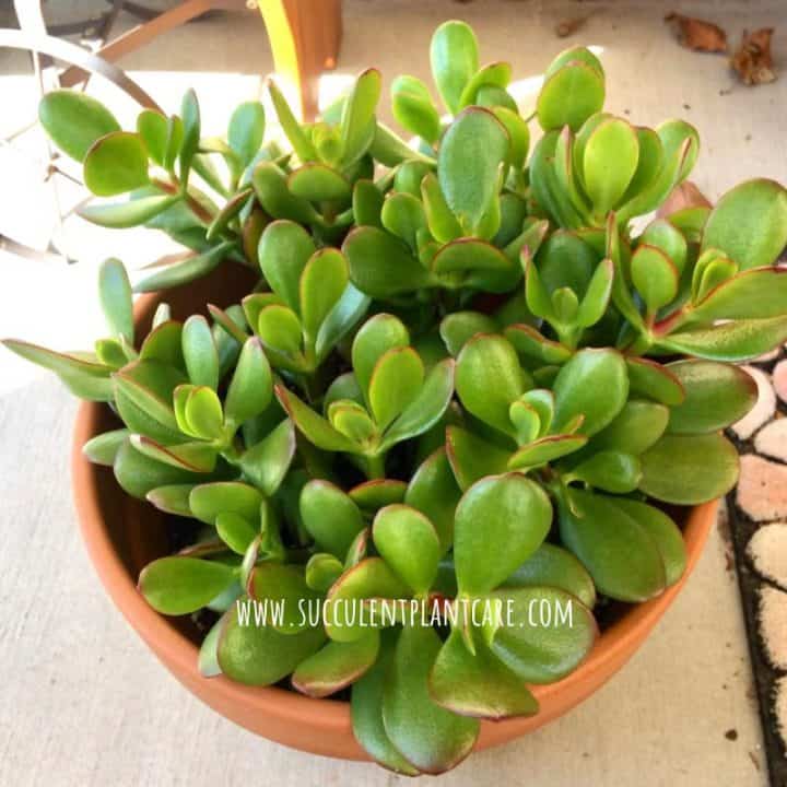 Jade Plant Branches or Leaves Shriveling/Drooping? Succulent Plant Care