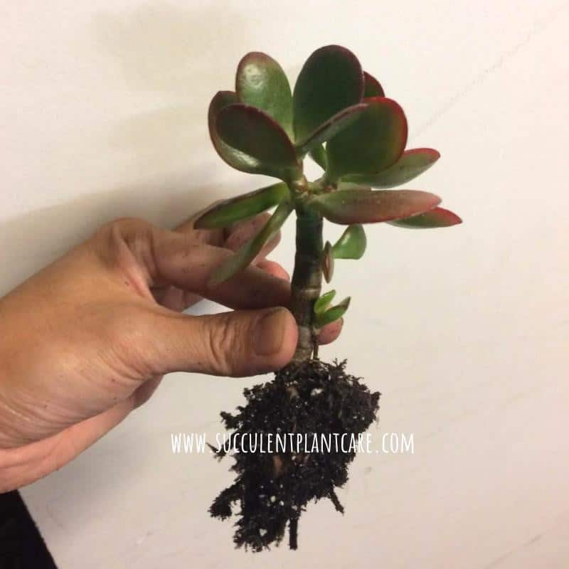 Jade Stem Cuttings with Roots