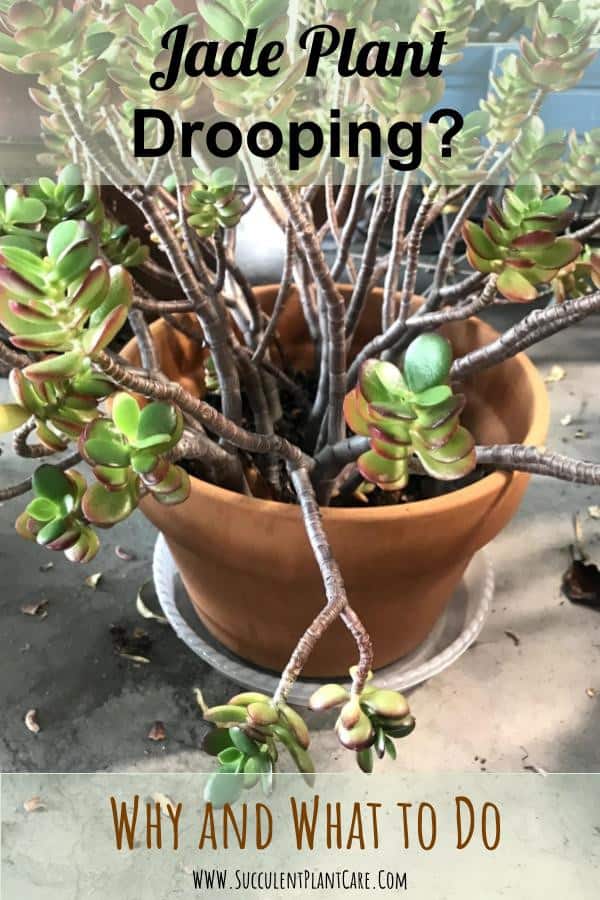 Jade Plant Branches or Leaves Shriveling/Drooping? Succulent Plant Care