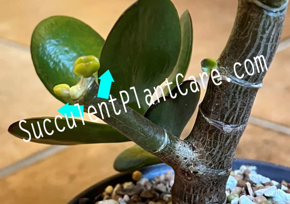 Jade PlantCrassula Ovata Care, Propagation, Types and More Succulent Plant Care