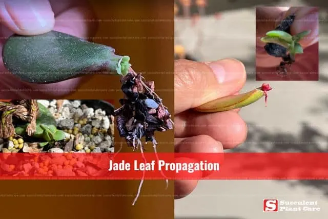 Jade Leaf with roots and little Jade Plant