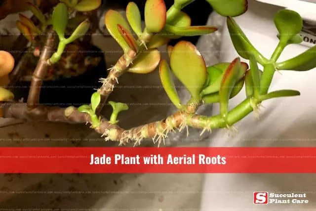 Jade Plant with Aerial Roots