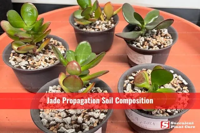 Jade Plants in Different Soil Composition