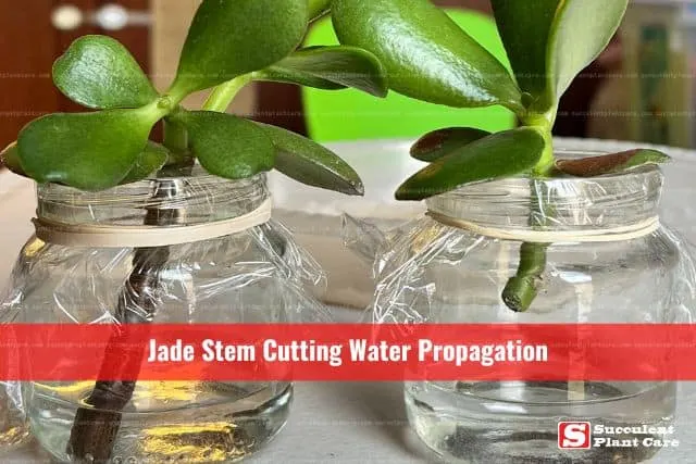Jade Stem Cuttings in Bottles for Water Propagation