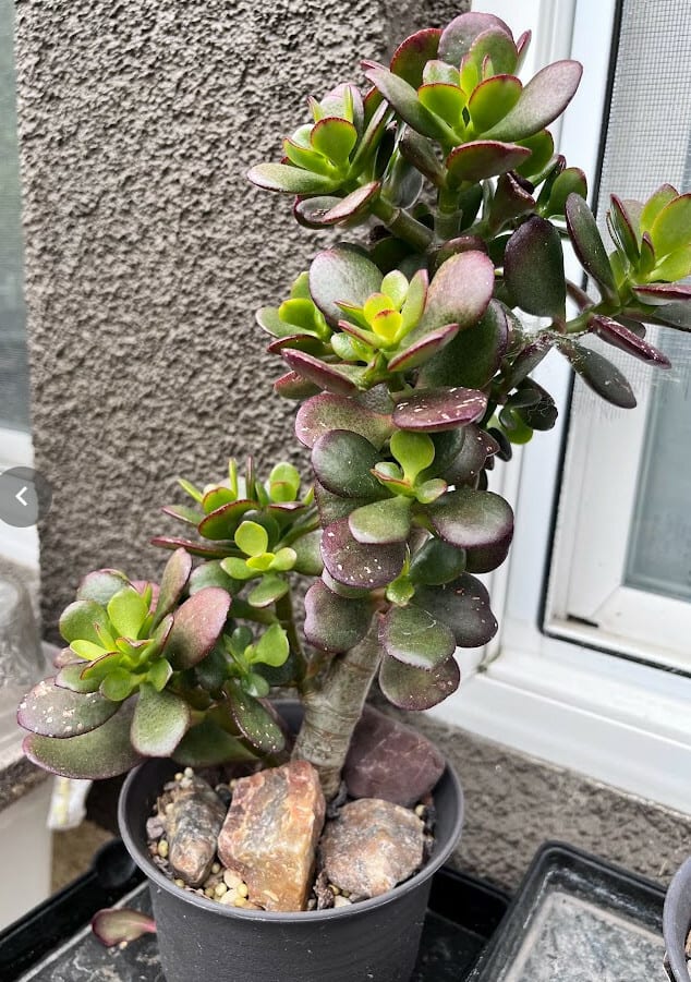 This jade I briefly put behind a big jade plant, and immediately the baby leaves shows up as green and stays green.