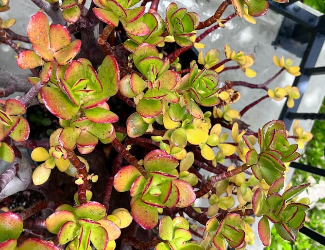 Big jade plant with yellow leaves, red leaves and green leaves in one plant.