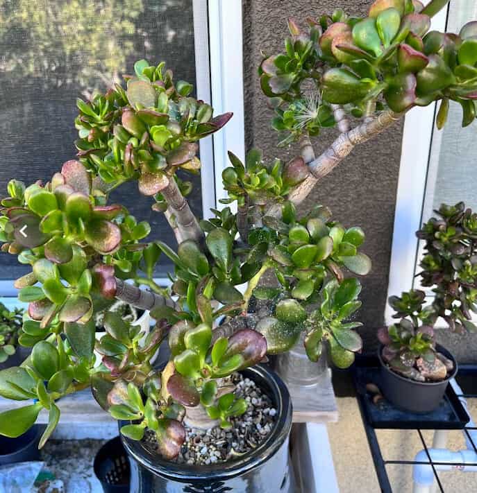 Big Jade leaves turning red edges and shows the smaller jade in the background also with red leaves.