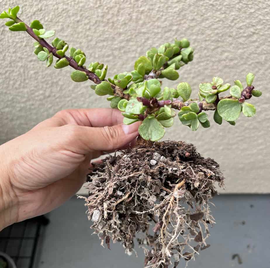 Rooted stem cutting for Portulacaria afra Manny variety.