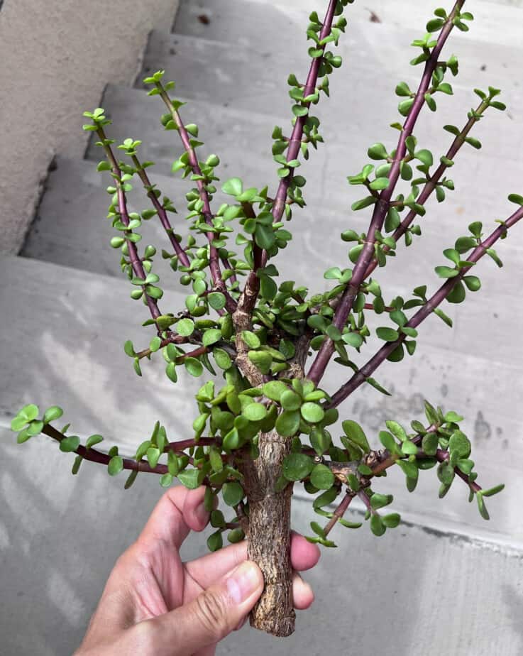 Stem cutting from our Big Portulacaria Afra Bonsai for rooting.