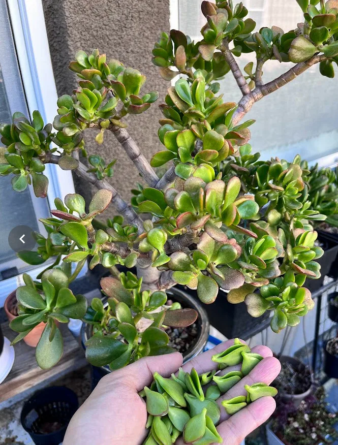 After a long trip, without water, brown leaves appear in this very healthy jade plant. 