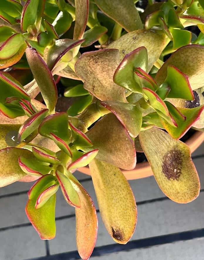 This photo of my jade with very brown leaves was taken after being away on vacation for 1 month with a heat wave.