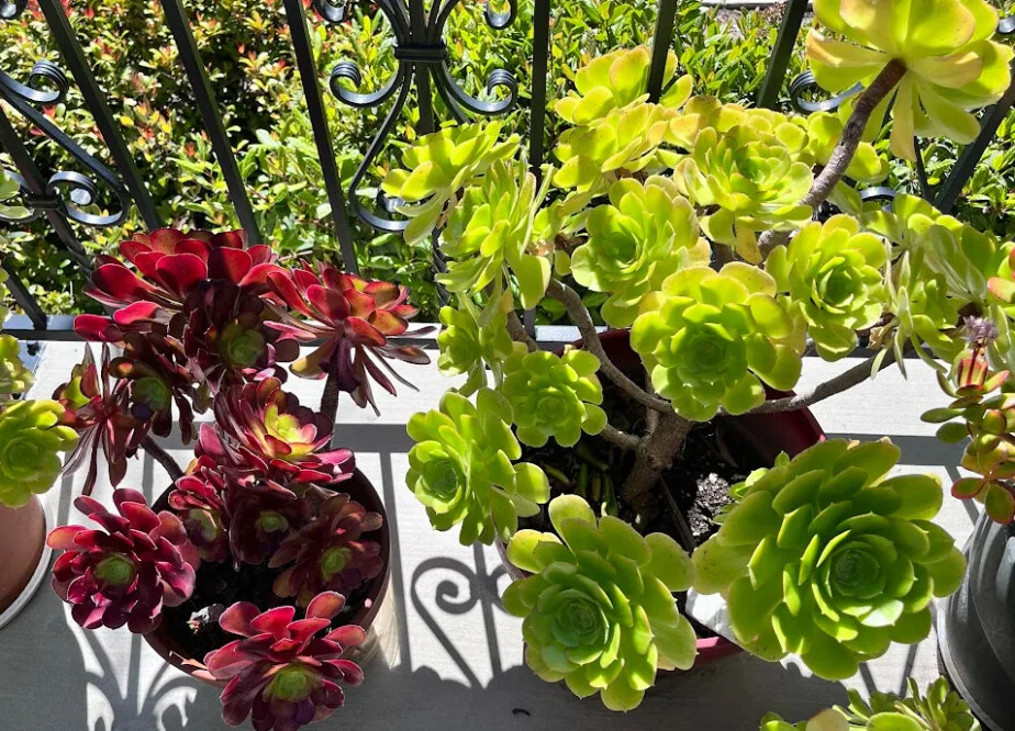 Photo of the same aeonium after few years.