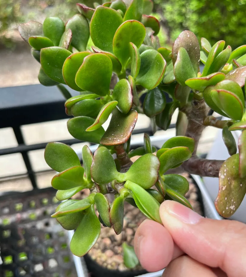 Jade plant: pinch the newest pair of leaves and then pull gently.
